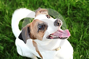 Happy active young Jack Russell Terrier. White-brown color dog face and eyes close-up in a park outdoors, making a serious face un