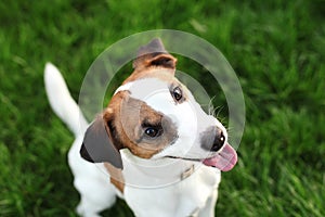 Happy active young Jack Russell Terrier. White-brown color dog face and eyes close-up in a park outdoors, making a serious face un