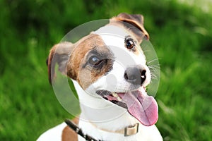 Happy active young Jack Russell Terrier. White-brown color dog face and eyes close-up in a park outdoors, making a serious face un