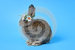 Happy adorable fluffy lovely cute Easter gray bunny rabbit with long ears wearing daisy flower crown on blue background. celebrate