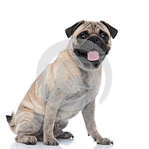 Happy adorable pug sticking out tongue and panting