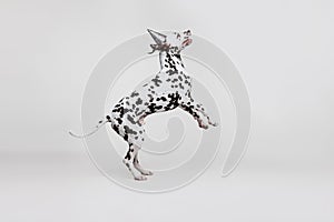 Happy adorable thoroughbred Dalmatian dog jumping isolated over light studio background. Concept of breed, vet, beauty