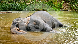 Happy adult elephant lying in small river in national park and enjoying washing