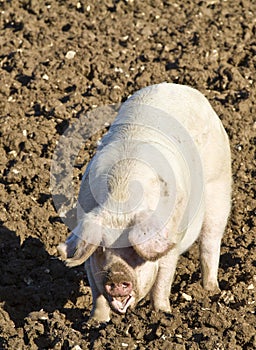 Happy adult female pig, rooting in mud photo