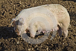 Happy adult female pig rooting in mud photo