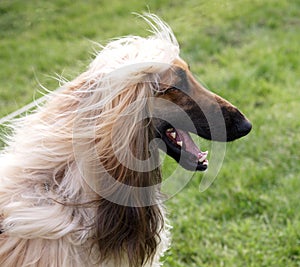 Happy Afghan Hound