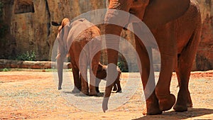 Happy Africa elephant family