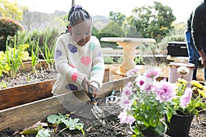 Happy african american grandfather and granddaughter planting plants in sunny garden