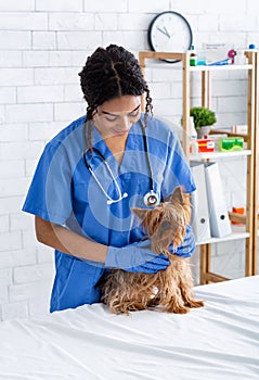 Happy African American vererinary doctor examining cute little doggy at animal hospital