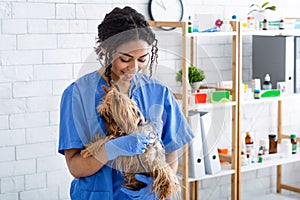 Happy African American veterinary doc holding cute Yorkshire terrier at clinic, free space photo