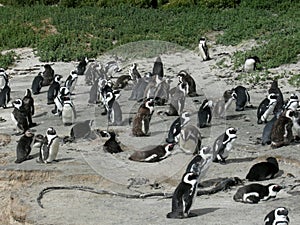 Happy African penquin at Boulder Beach in Simon Town