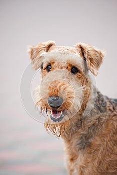 Happy Airedale Terrier portrait