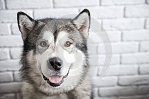 Happy Alaskan Malamute dog smiling and looking camera on white wall background