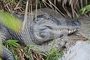 A happy alligator smiling