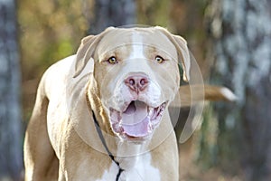 Happy American Bulldog Mastiff mix dog
