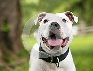 A happy American Bulldog mixed breed dog