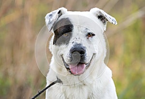 Happy American Bulldog mixed breed mutt dog