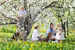 Happy American Family and Dog Eating Picnic Lunch Under Flowering Apple Trees