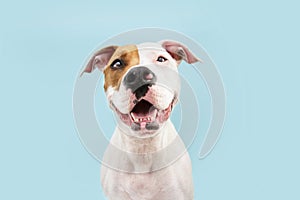 Happy American Staffordshire dog smiling. Isolated on blue background