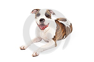 Happy American Staffordshire Terrier Dog Laying