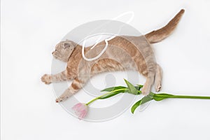 Happy angel cat with wings and a tulip in his paws. Holiday card creative concept, spring banner, flowers shop advertising. Happy