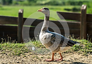 Happy animal husbandry: domestic goose in the backyard