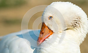 Happy animal husbandry: domestic goose in the backyard