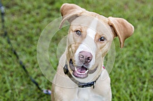 Happy animal shelter Labrador mix breed dog