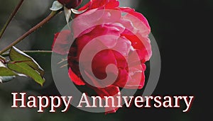 Happy Anniversary Beautiful Greeting Card With Red Rose And Dark nature Background.