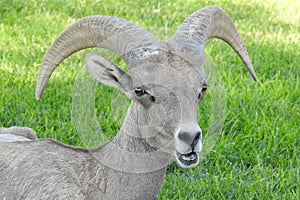 Happy as can be, desert bighorn sheep