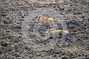 Happy as a pig in the mud