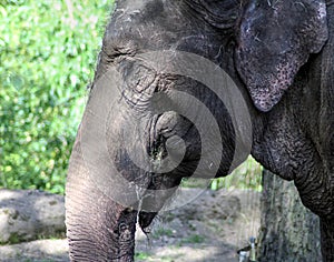 Happy Asian elephant