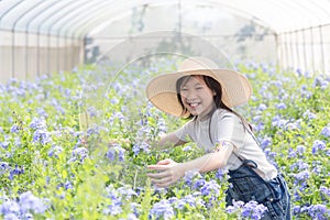 Happy asian little girl among flowers in the garden,Cape Leadwort flower is very beautiful in the morning,scientific name is Plum