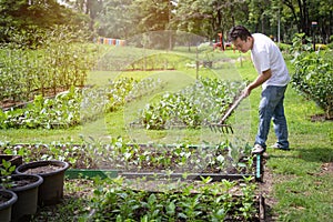 Happy asian man working with rake tool in organic garden,middle aged people grow vegetables in summer,gardening in outdoor,male