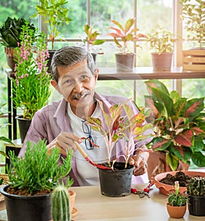 Happy retirement senior is planting tree and flower pot for hobby in his grasshouse