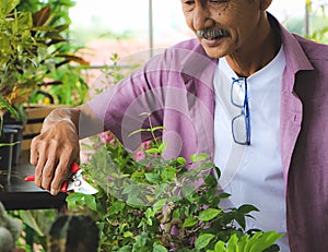 Happy Asian senior  man standing at table indoor with plant pots of houseplants , taking care of houseplants , cutting dry branch