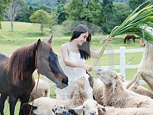 Happy asian woman feeding of flock of sheep and horse on grass in rural farm