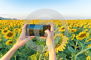 Happy Asian woman hand using mobile phone to take a photo by camera on social media at full bloom sunflower field in travel