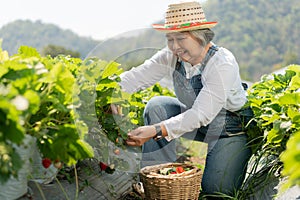 Happy Asian woman senior farmer working on organic strawberry farm and harvest picking strawberries. Farm organic fresh harvested