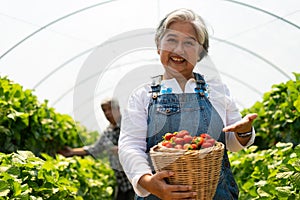 Happy Asian woman senior farmer working on organic strawberry farm and harvest picking strawberries. Farm organic fresh harvested
