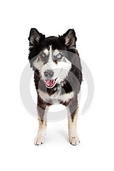 Happy and Attentive Alaskan Malamute Crossbreed Dog