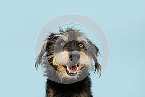 Happy, attentive and cute adopted puppy dog isolated on blue colored background