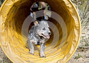 Happy Australian Cattle Dog Blue Heeler puppies