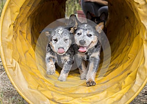 Happy Australian Cattle Dog Blue Heeler puppies running through an agility tunnel