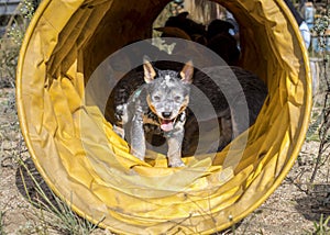 Happy Australian Cattle Dog Blue Heeler puppies running through an agility tunnel