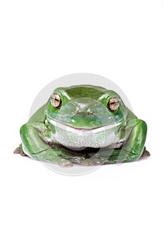 Happy Australian Green Tree Frog isolated on white