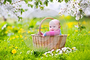 Happy baby in a basket in a blooming apple tree