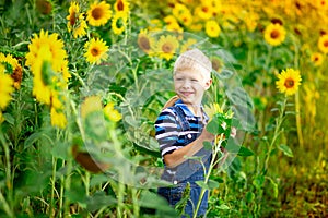Happy baby boy blond sitting in a field with sunflowers in summer, children`s lifestyle