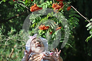 Toothless Caucasian baby girl laughing at rowanberry in her father`s hands photo