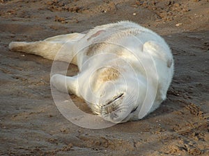 Happy baby seal